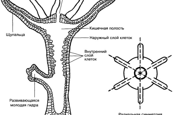 Ссылка кракен не работает